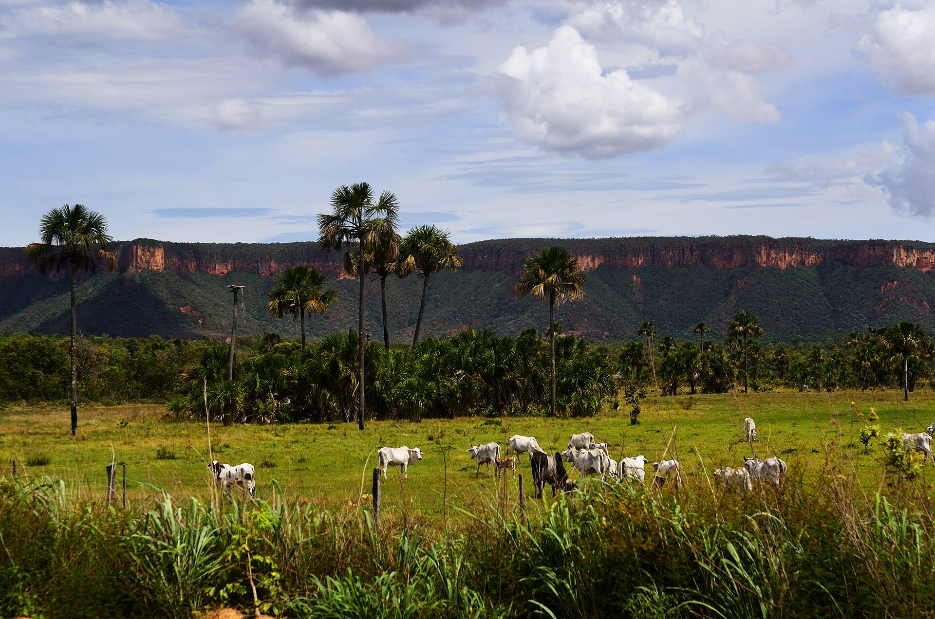 Pastagem com gado em paisagem de serra no Brasil